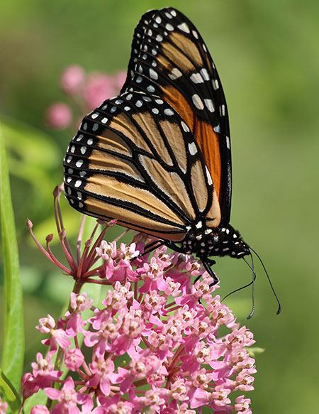 monarch butterfly resting on a milkweed plant
