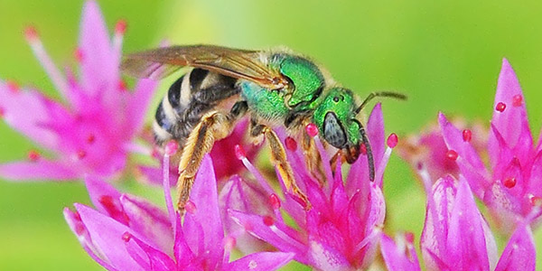 sweat bee, Jonathan Lavan