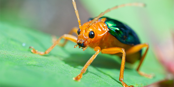 Bombardier Beetles