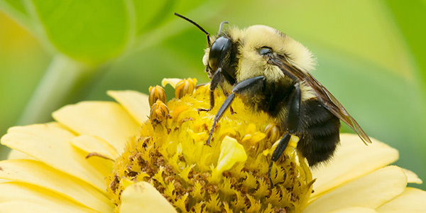 Common Eastern Bumblebee