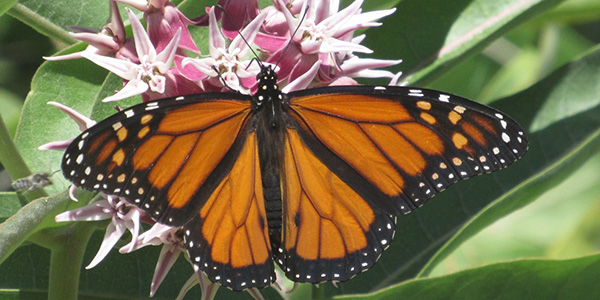 monarch butterfly on a plant