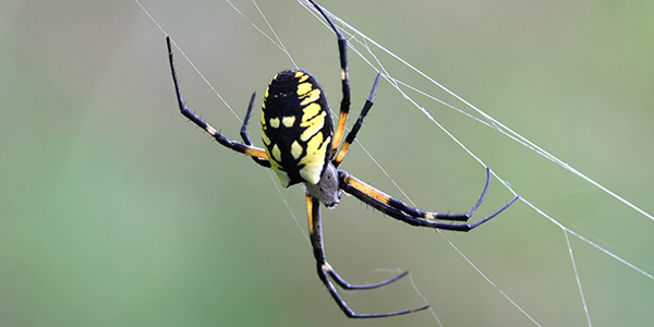 Yellow Garden Spider