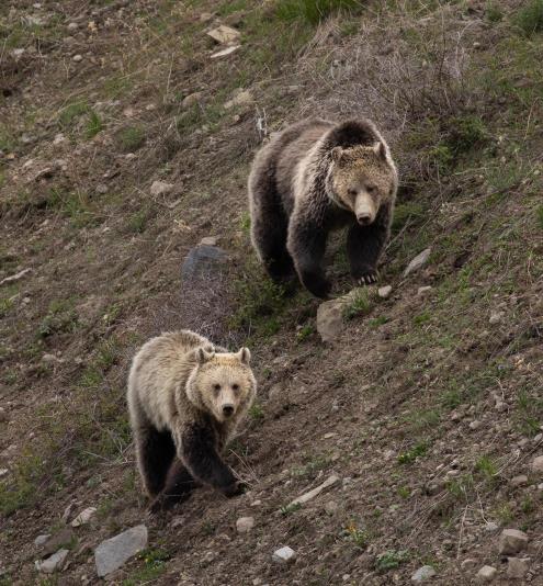 Two walking grizzly bears