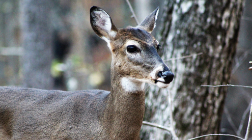White-tailed Deer, Sarah Jones