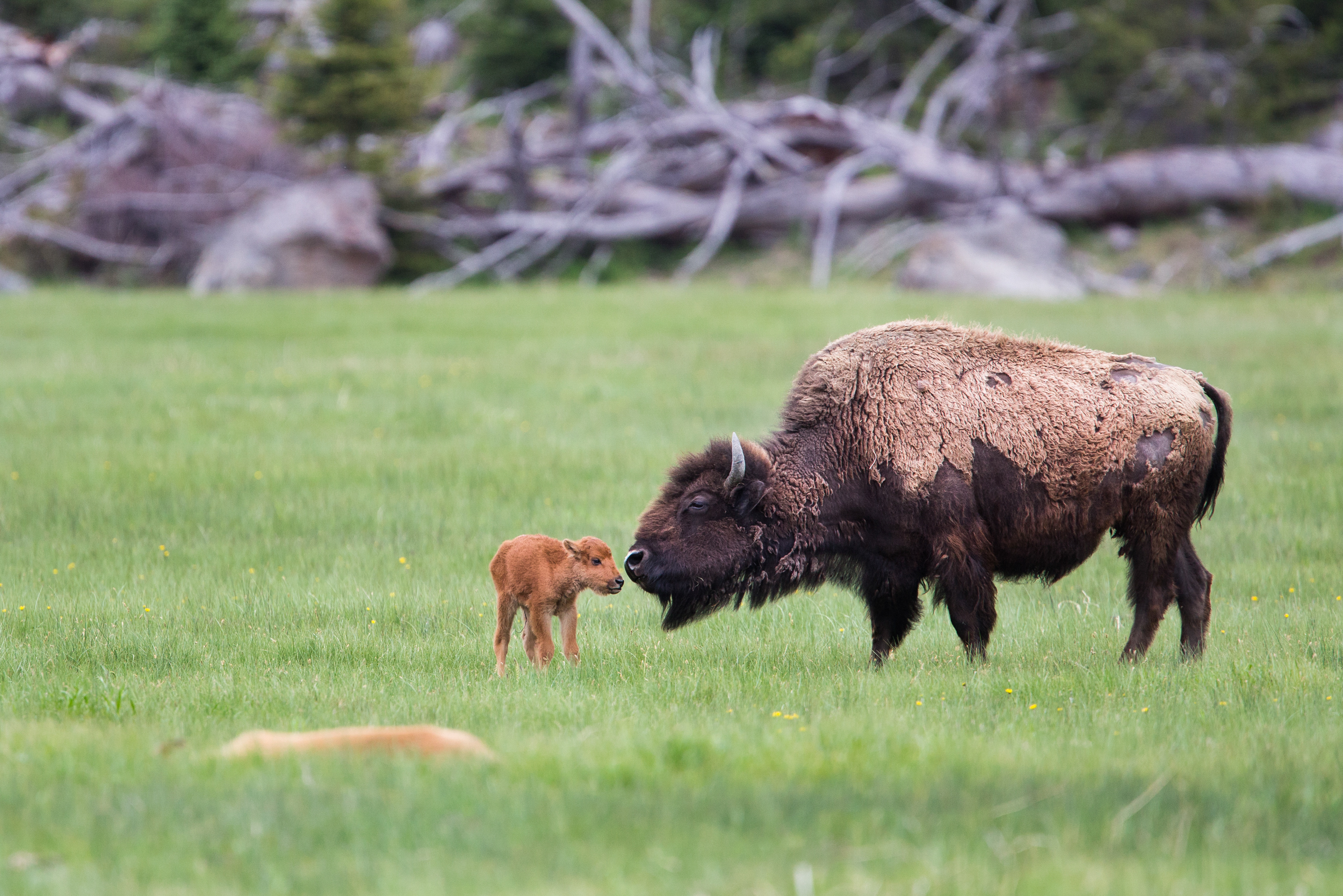 Bison and calf