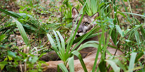 Florida Panther