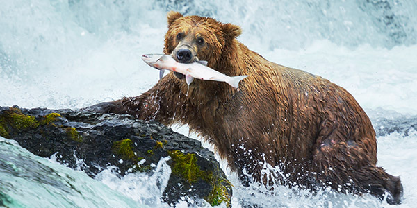 Grizzly Bear