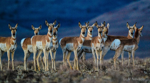 Pronghorn herd, credit BLM Nevada