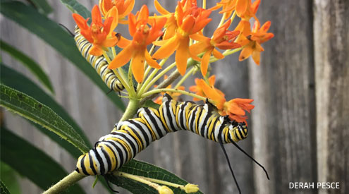 Monarch caterpillars on tuberosa