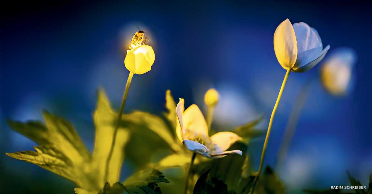 An image of a firefly illuminating wildflowers