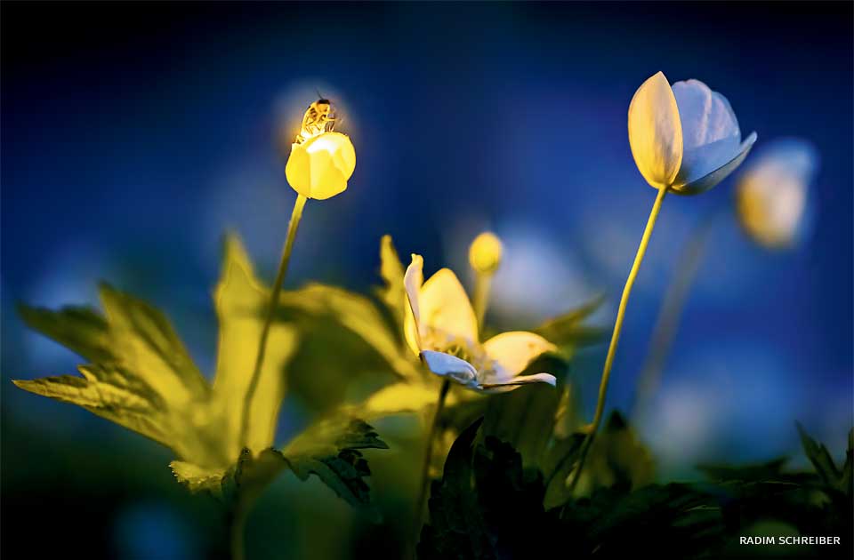An image of a firefly illuminating wildflowers