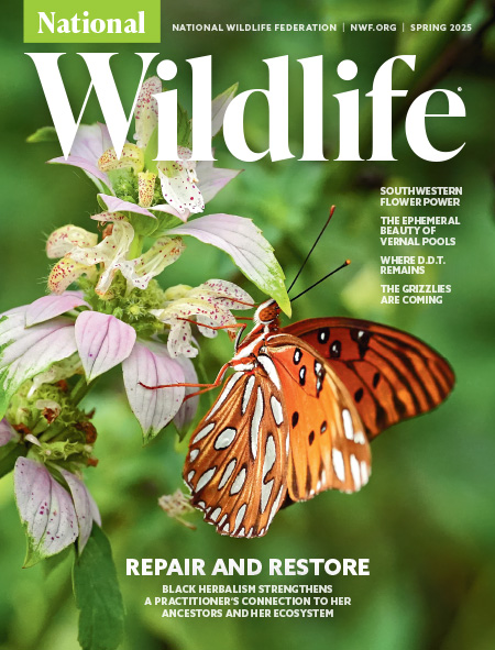 The front cover of National Wildlife's Spring issue containing text and an image of gulf fritillary butterfly on spotted bee balm.