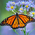 Monarch butterfly on aster