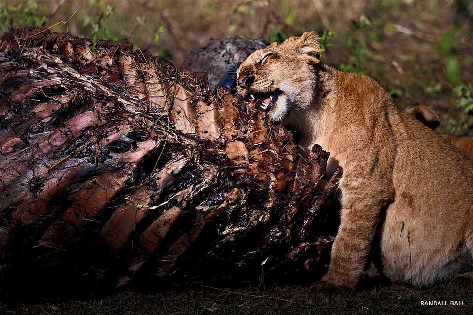 An image of a lion cub eating the carcass of a buffalo.