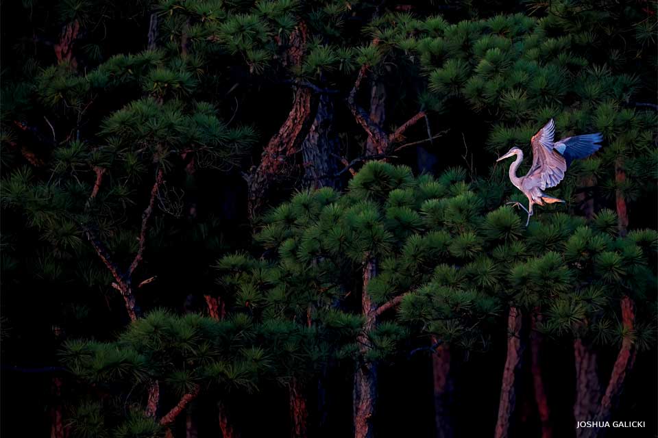 An image of a great blue heron.