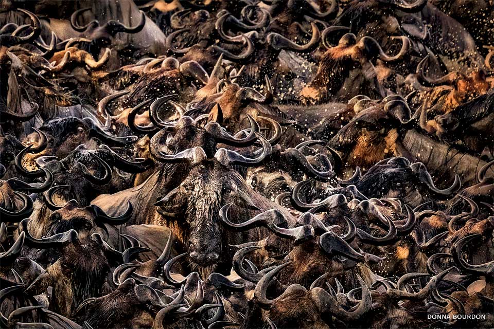 An image of wildebeest crossing the Mara River.