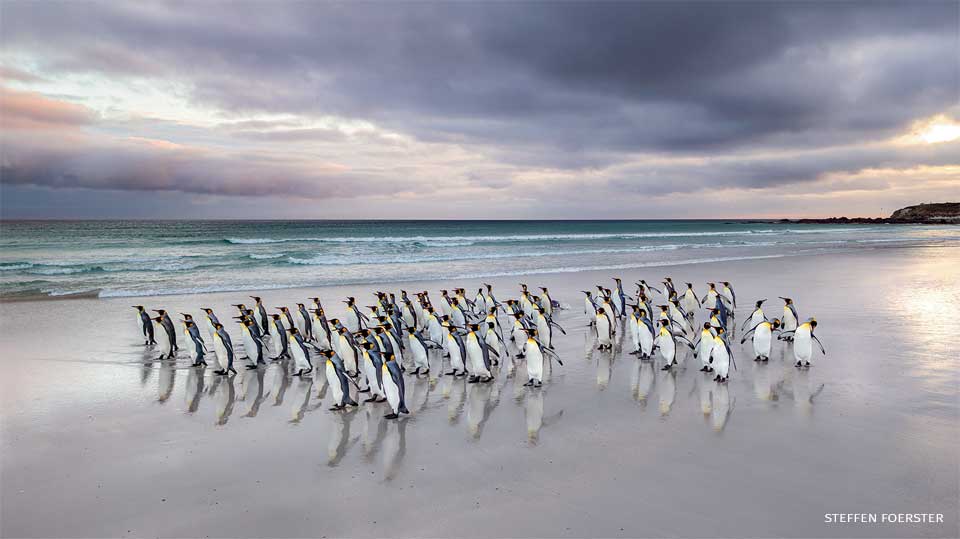 An image of king penguins.