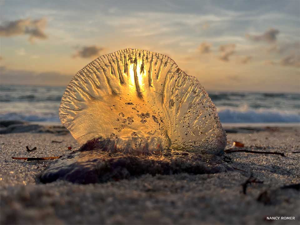 An image of a Portuguese man o’ war on the beach.