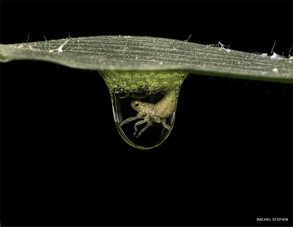 An image of a spittlebug in a spittle bubble.