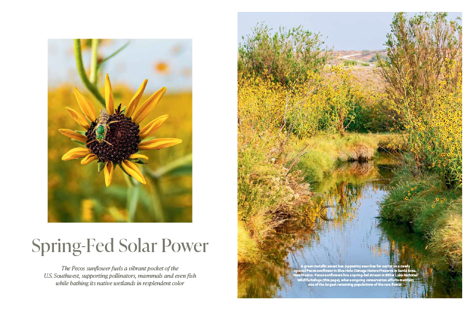 A magazine article spread containing text, an image of a green metallic sweat bee searching for nectar on a Pecos sunflower, and an image of Pecos sunflowers lining a spring-fed stream.