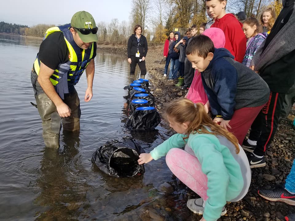 Carus releasing salmon fry