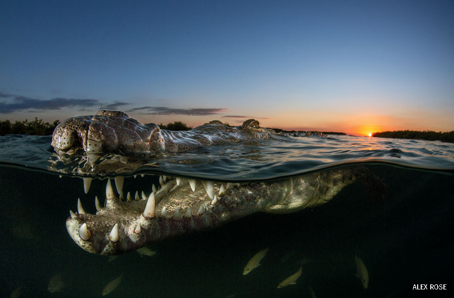 A crocodile swims through the water in Jardines de la Reina, Cuba.