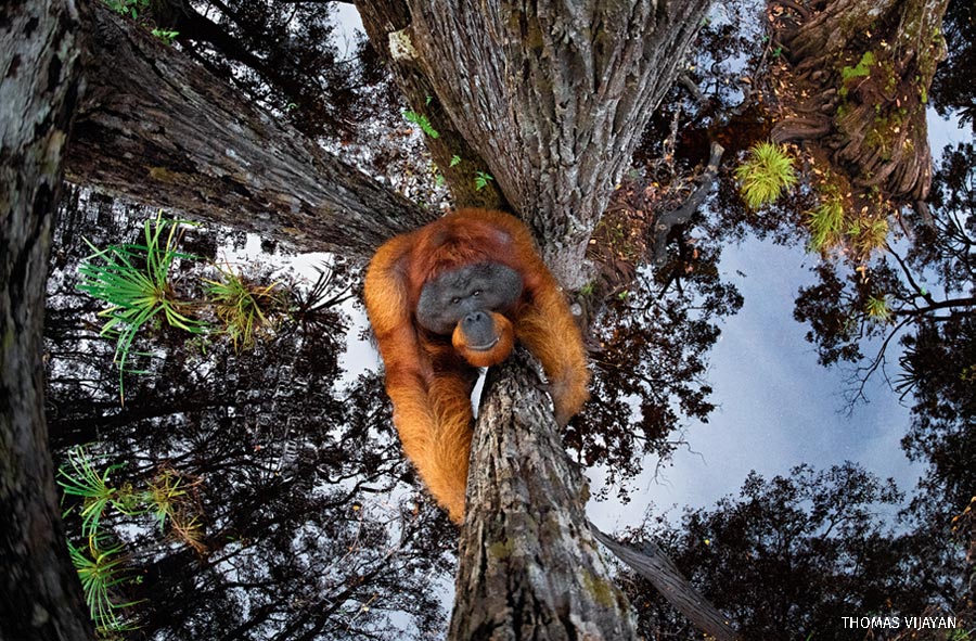 A male orangutan climbs upward, away from a flooded forest floor that reflects the sky in Borneo, Indonesia.