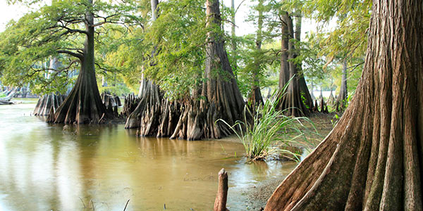 Bald Cypress