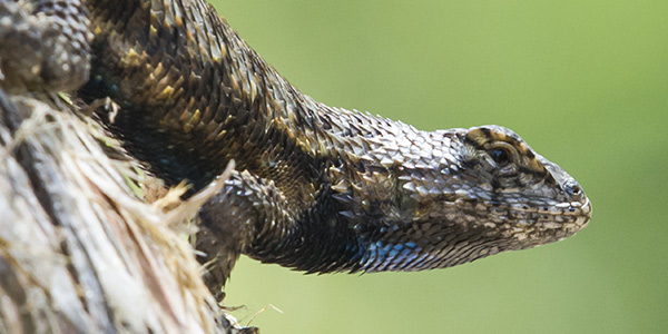 Eastern Fence Lizard
