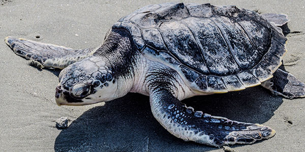 Kemps Ridley Sea Turtle