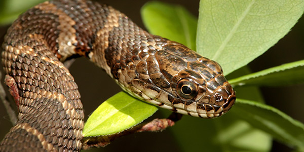 Northern Water Snake