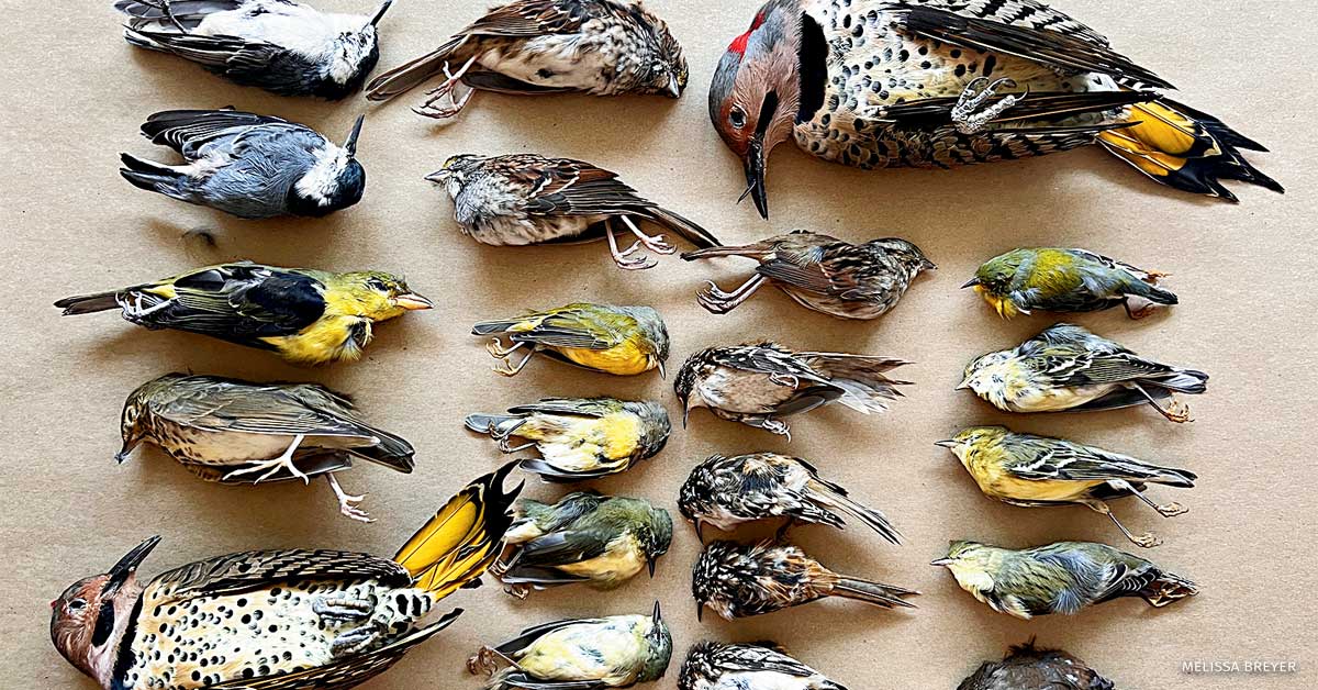 An image of dead birds.
