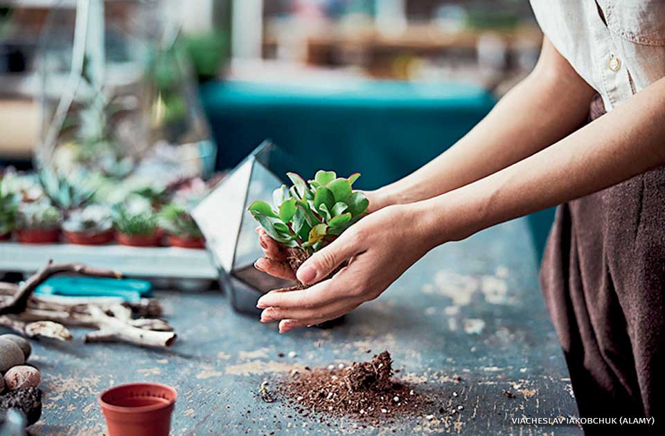An image of a floral designer preparing the Echeveria subrigida for planting.