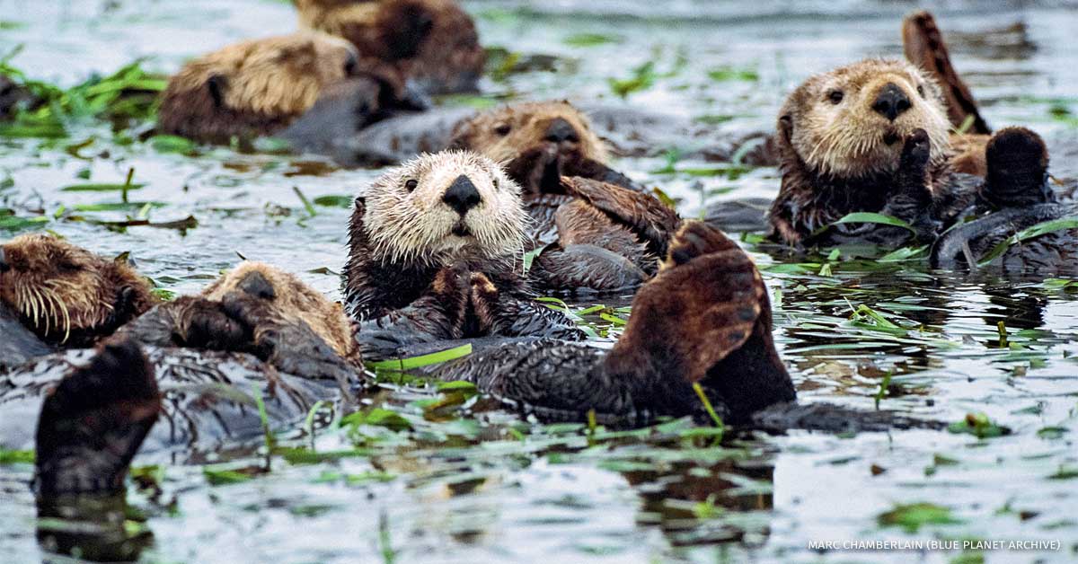 An image of southern sea otters.