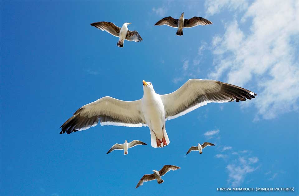 An image of western gulls flying.