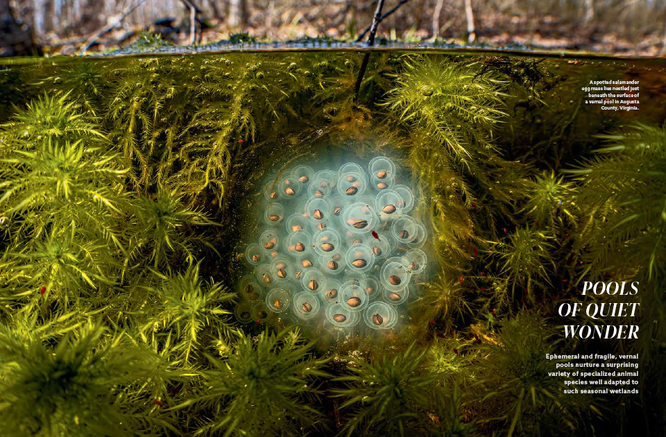 A magazine article spread containing text and an image of a spotted salamander egg mass below the water line of a vernal pool.
