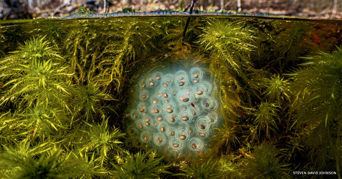 An image of a spotted salamander egg mass below the water line of a vernal pool.