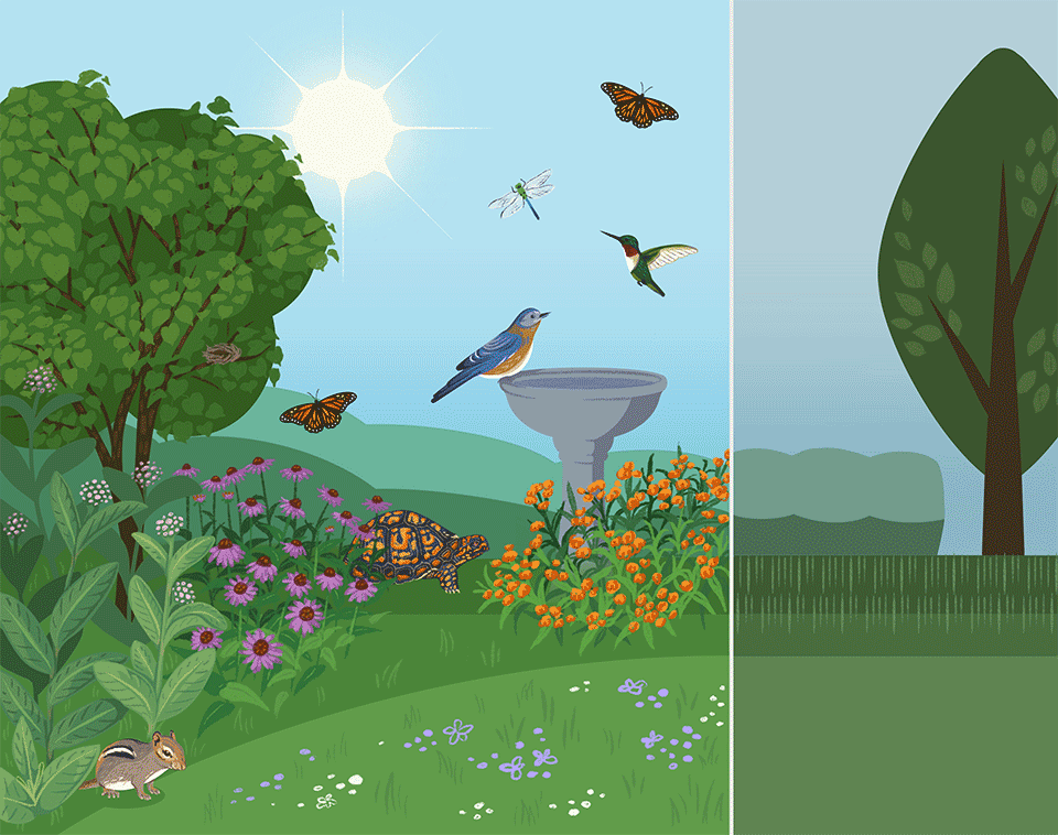 An landscape drawing comparing the lack of biodiversity in a traditionally managed lawn with non-native plants compared to an ecologically designed landscape filled with native plants and wildlife.