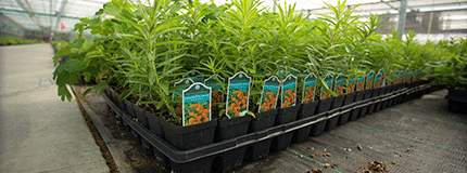 Flats of butterfly milkweed plant plugs sitting on a nursery table.