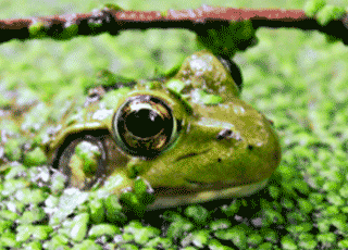 Frog