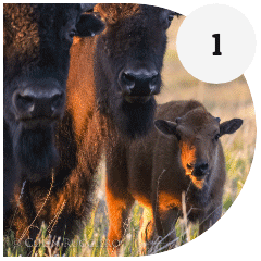 Bison calf with two adult bison