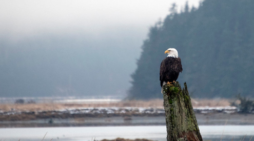 A bald eagle perches on a tree stump. 