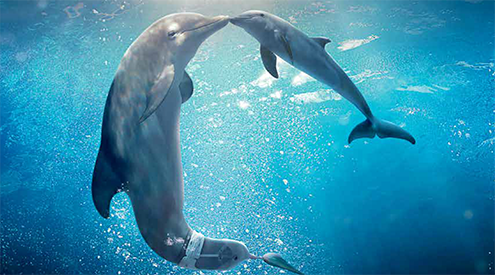 Dolphin Tale 2