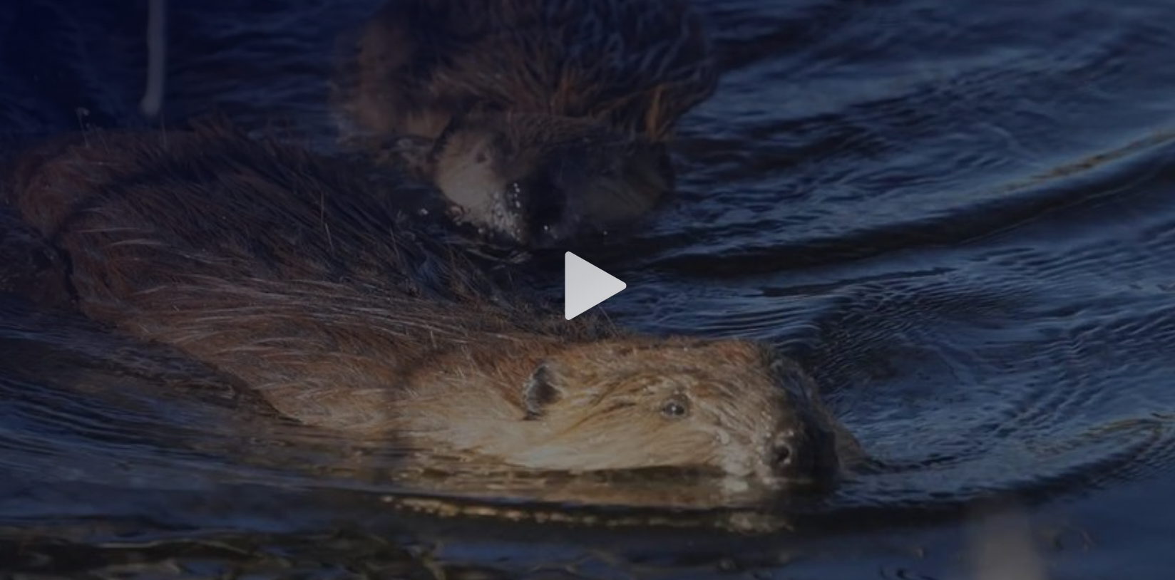 beavers in the water